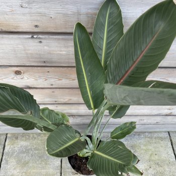 Strelitzia Nicolai (Strelícia Nikolaj) kont. C25L, výška: 180-200 cm 